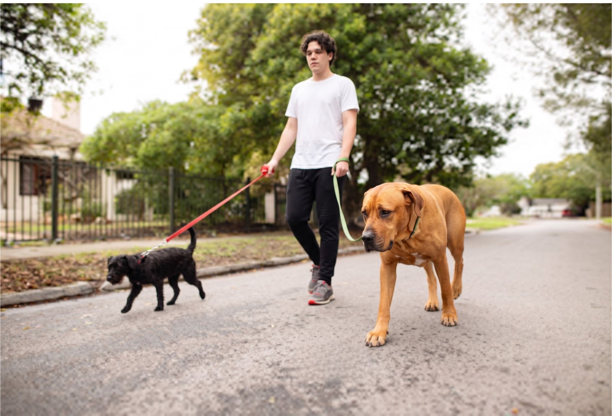 Dog Walker Educativo